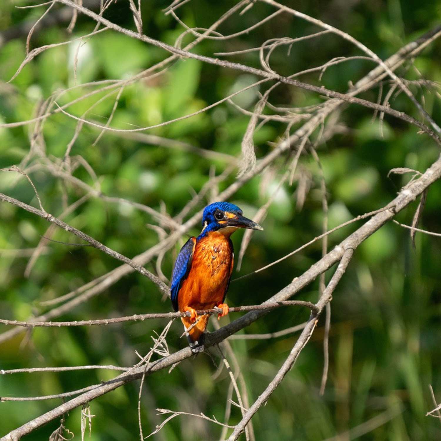 sustainability-bird-species-ID