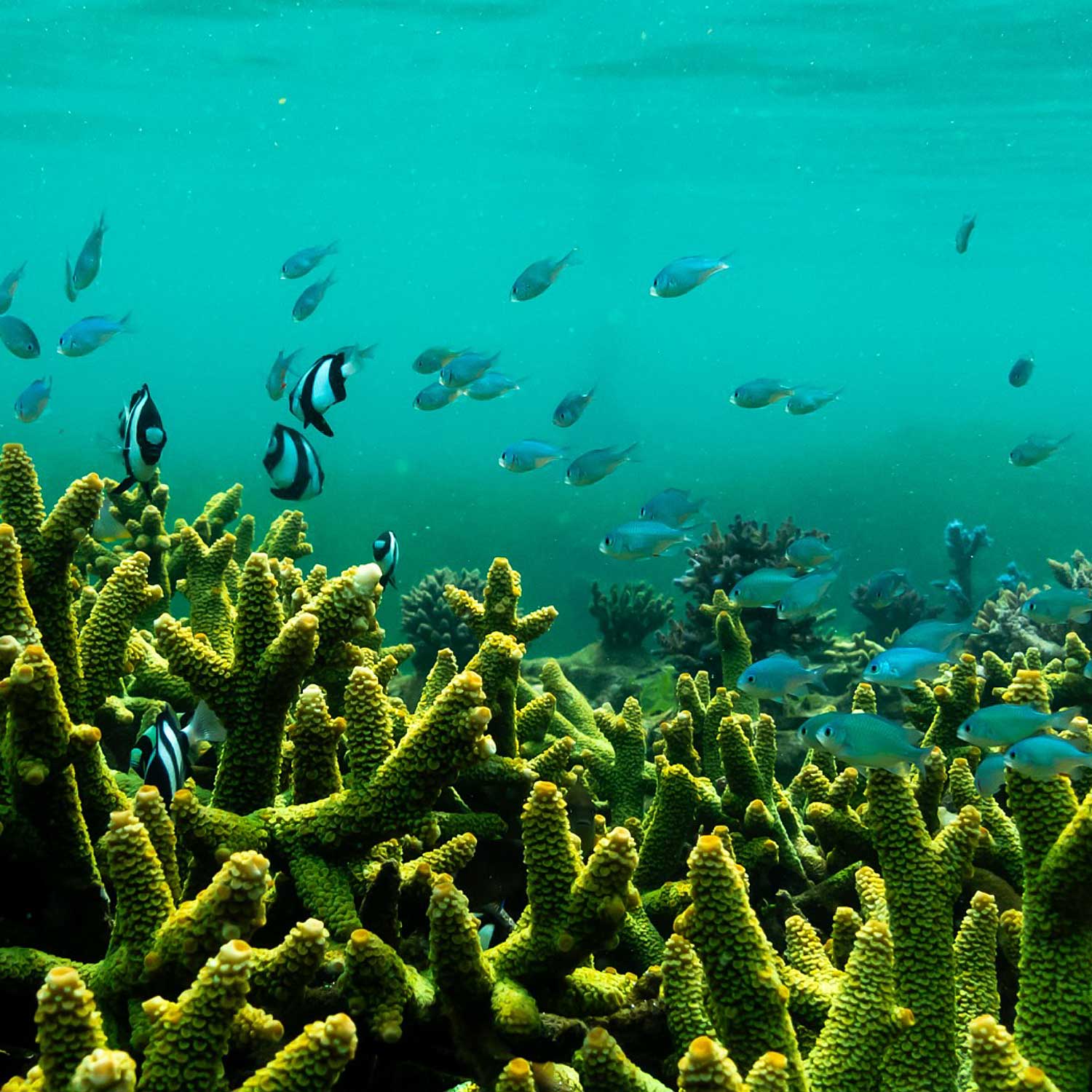 sustainability-coral-ID