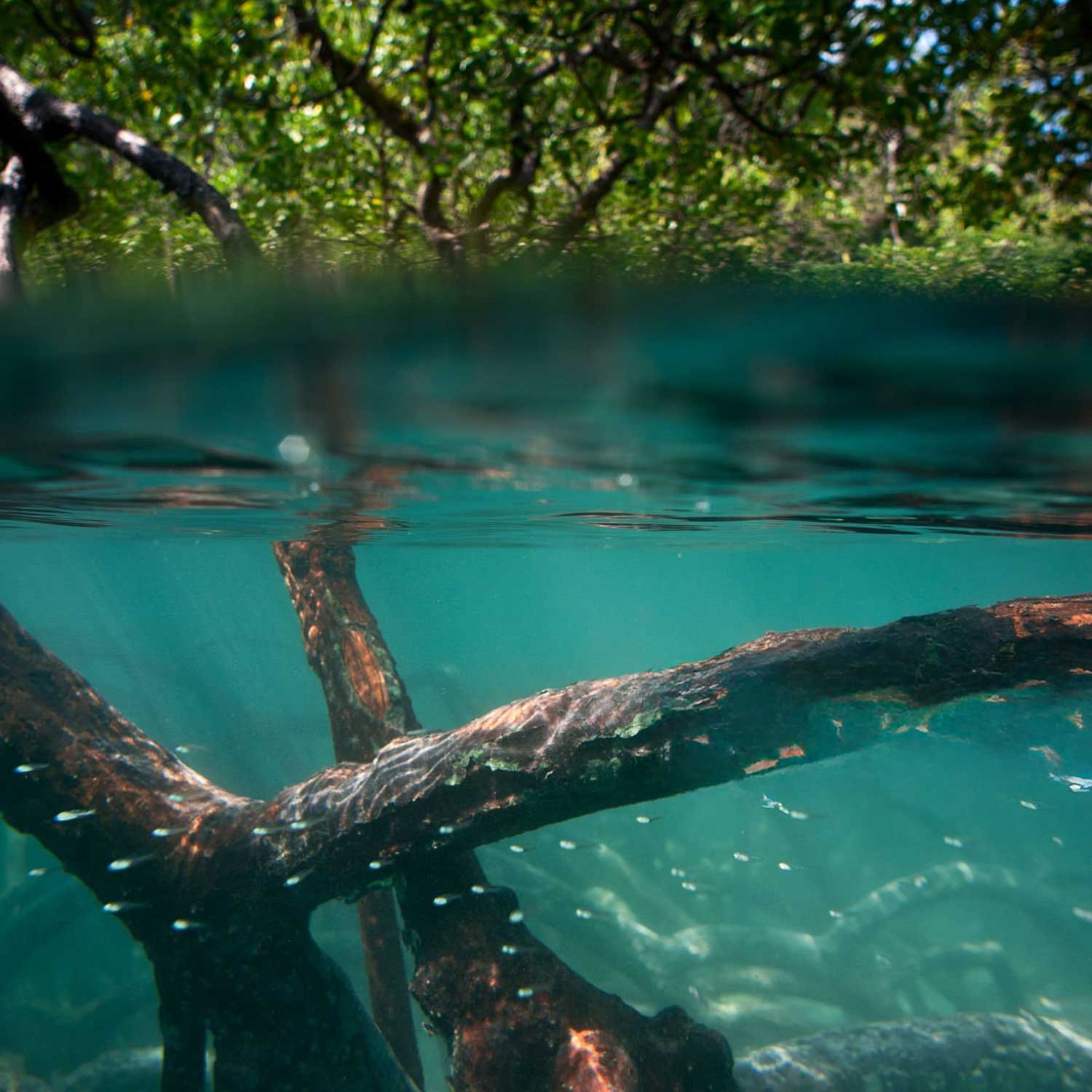 sustainability-mangrove-ID